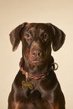 My Family Ascot Brown Leather Dog Collar