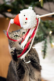 Pearhead Santa Cat Teaser