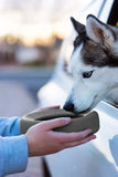 Messy Mutts Silicone Grey Non Spill Bowl